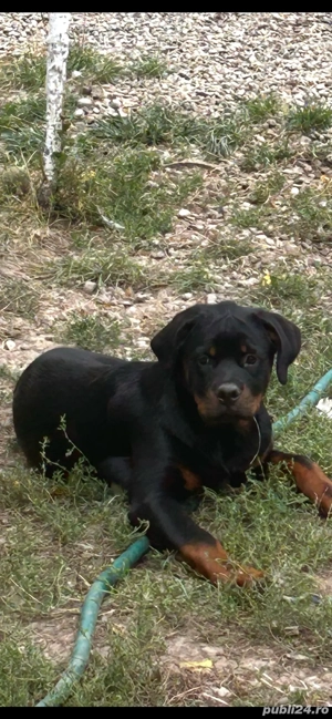 vand femela rottweiler - imagine 4