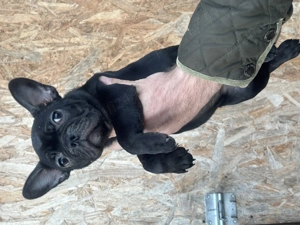 Bulldog Francez femela