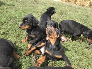 Vând căței doberman  - imagine 2