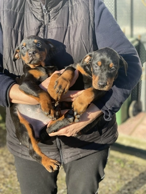 Vând căței doberman 