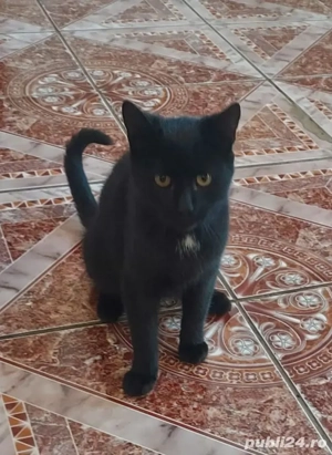 Donez pisicute - imagine 2