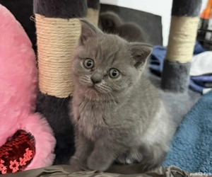 Pui scotish fold  - imagine 5