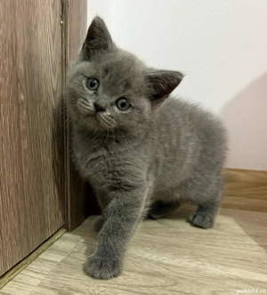 Pui scotish fold  - imagine 4