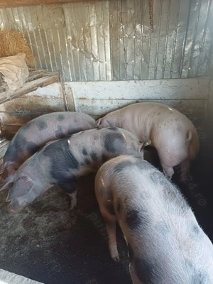 Porci grasii de vanzare!! - imagine 2