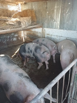 Porci grasii de vanzare!! - imagine 3