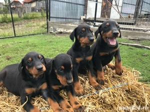 Vând căței doberman  - imagine 3