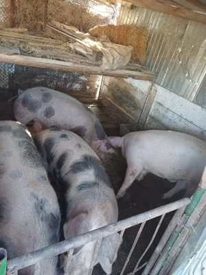 Porci grasii de vanzare!! - imagine 4