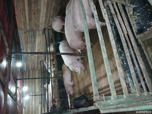 porci de vanzare 