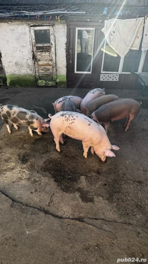 vand porci  - imagine 3