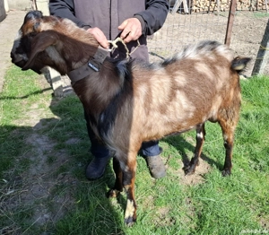 Țap de vanzare - imagine 5