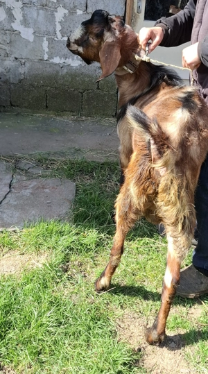 Țap de vanzare - imagine 4