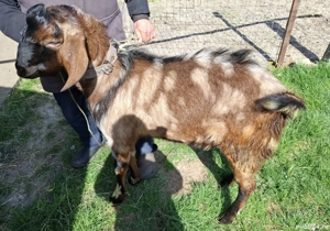 Țap de vanzare - imagine 2