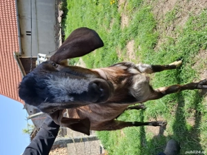 Țap de vanzare - imagine 3