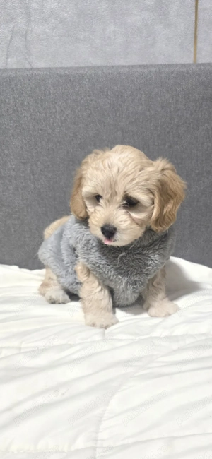 Maltipoo de vânzare 