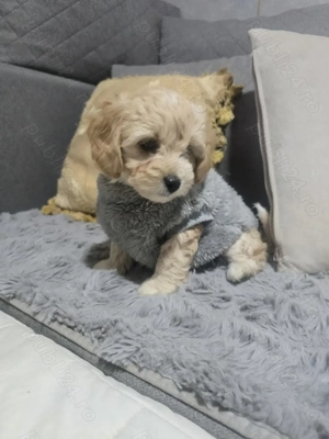 Maltipoo de vânzare 