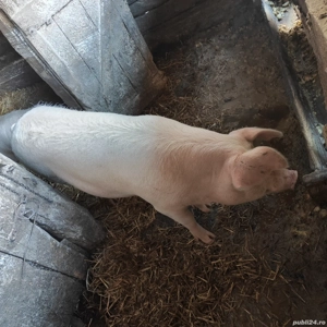Porc de vânzare 160-180kg - imagine 3