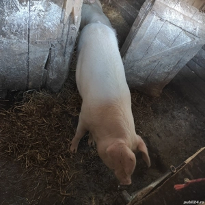 Porc de vânzare 160-180kg - imagine 2