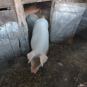 Porc de vânzare 160-180kg