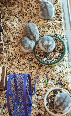 Ofertă hamsteri - gratuit