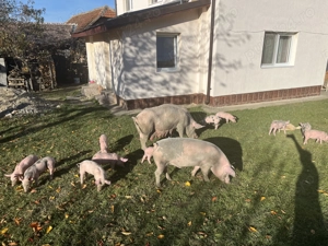 Vând purcei în comuna pui. - imagine 3