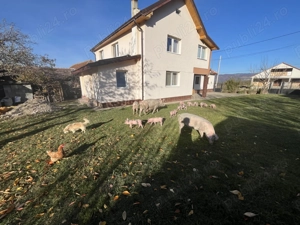 Vând purcei în comuna pui. - imagine 2