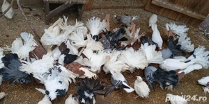 Porumbei  ornament  - imagine 2