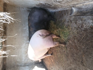 Porc de vanzare 200-250 kg 17 lei  kg  - imagine 3