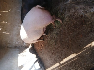 Porc de vanzare 200-250 kg 17 lei  kg  - imagine 2