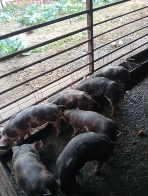 Vind Porci De Curte - imagine 4