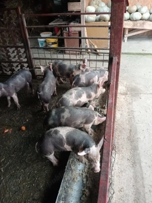 Vind Porci De Curte - imagine 3