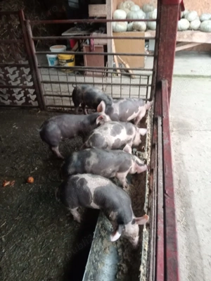 Vind Porci De Curte - imagine 5