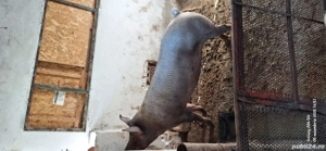 Vând scroafă între 150-160 de kg,15 lei kg