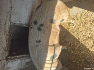 vând scroafa de carne