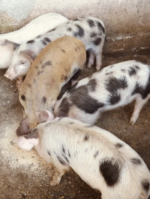 Purcei de 9 săptămâni 