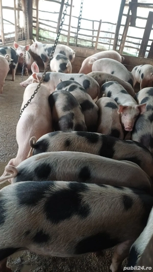 Vand porci de casa bio 16lei kg - imagine 4