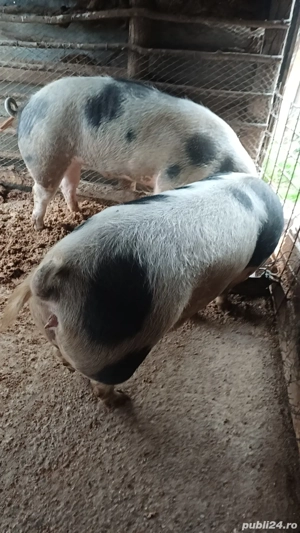 Vand porci de casa bio 16lei kg - imagine 3