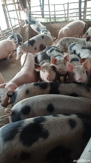 Vand porci de casa bio 16lei kg - imagine 2