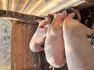 Vând doi porci(scroafe) crescuți bio de 100-130kg