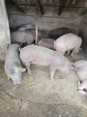 Vand porci rasa de carne - imagine 3