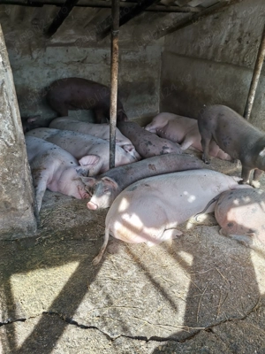 Vand porci rasa de carne - imagine 2