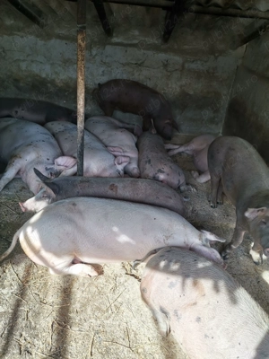 Vand porci rasa de carne - imagine 4