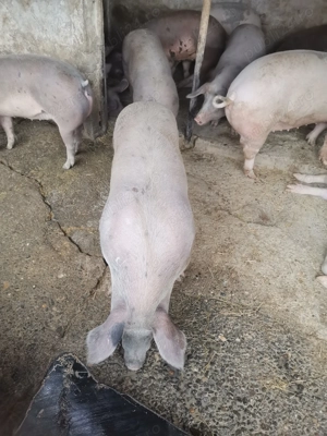 Vand porci rasa de carne - imagine 5