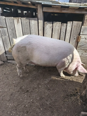 Purcele de țară de vânzare 