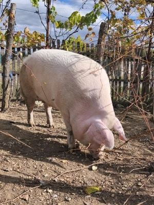 Purcele de țară de vânzare  - imagine 2