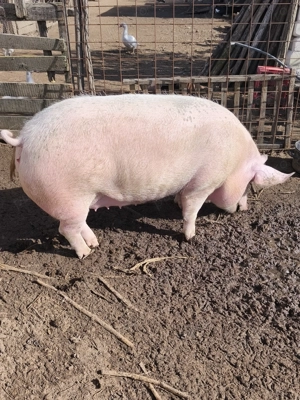 Purcele de țară de vânzare  - imagine 4