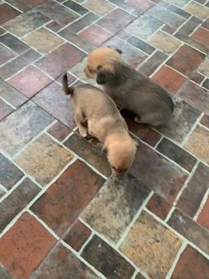 Catei de vanzare  - imagine 3