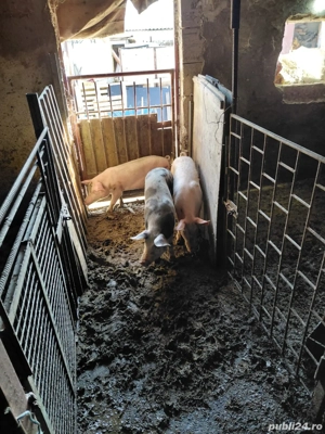 vand trei grasuni un mascul si doua fetite 