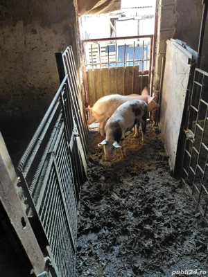 vand trei grasuni  - imagine 2