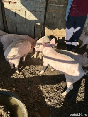 Purcei de 12 săptămâni 