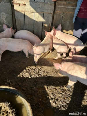 Purcei de vânzare - imagine 3